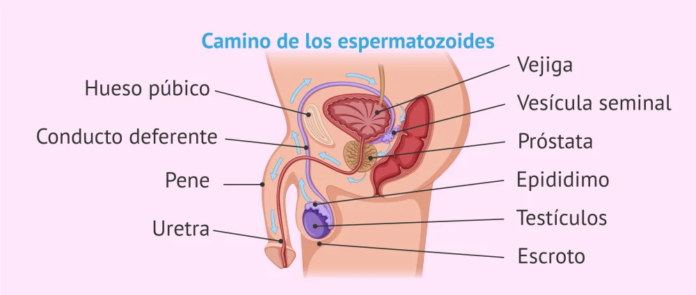 Diferencia entre la vesícula seminal y la glándula prostática