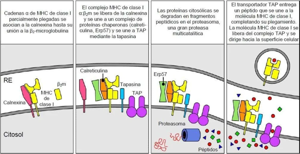 Diferencia entre la vía citosólica y la endocítica