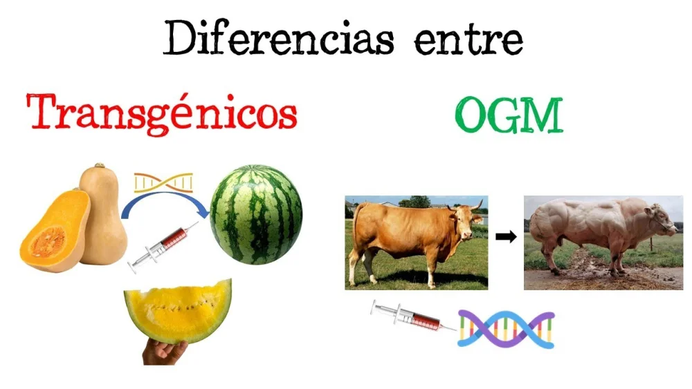 Diferencia entre organismos transgénicos y modificados genéticamente