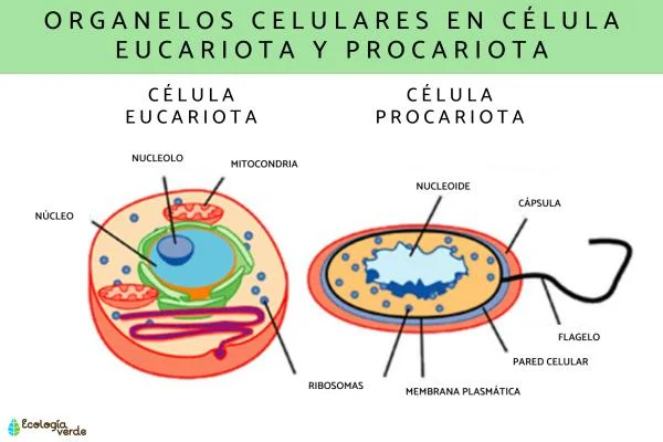 Diferencia entre órgano y orgánulo