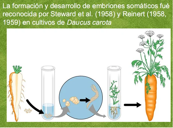 Diferencia entre organogénesis y embriogénesis somática