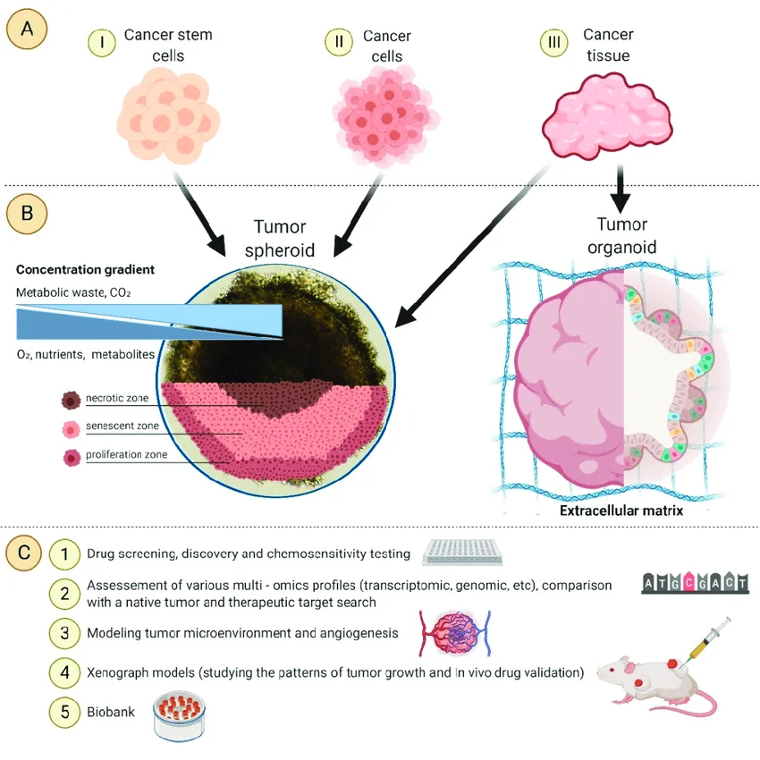 Diferencia entre organoides y esferoides