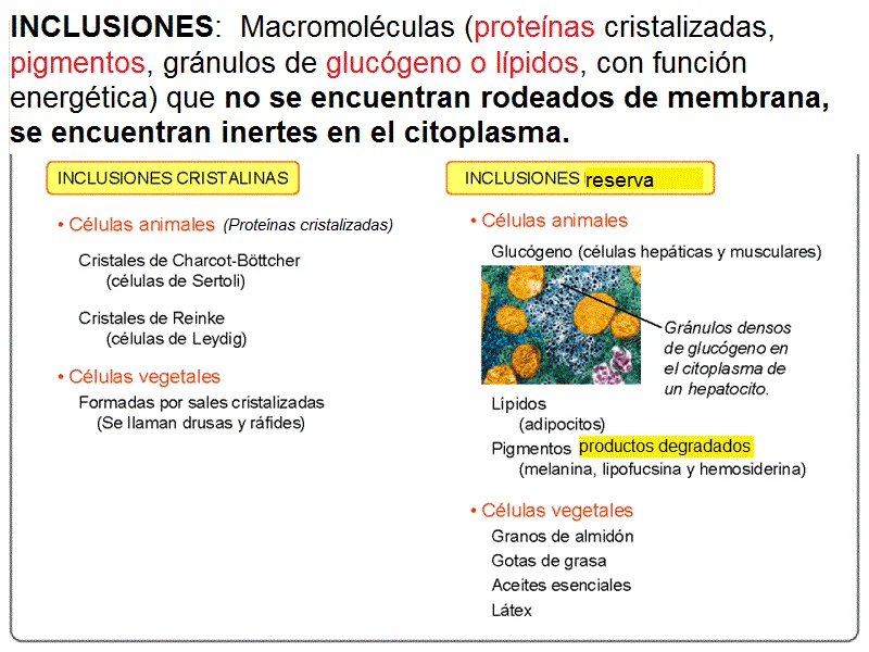 Diferencia entre orgánulos celulares e inclusiones celulares