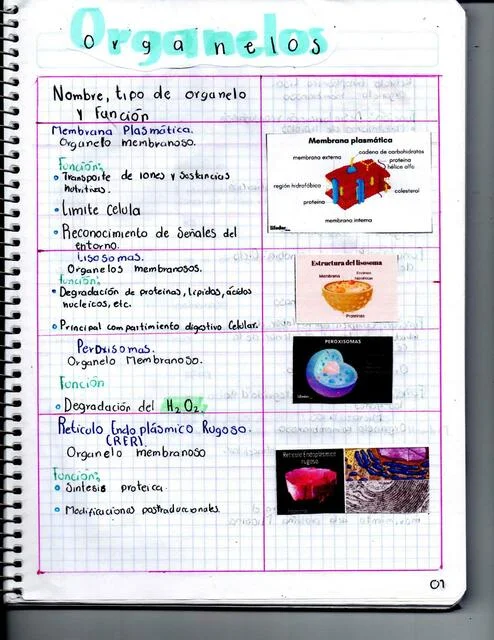 Diferencia entre orgánulos membranosos y no membranosos