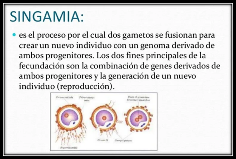 Diferencia entre singamia y triple fusión