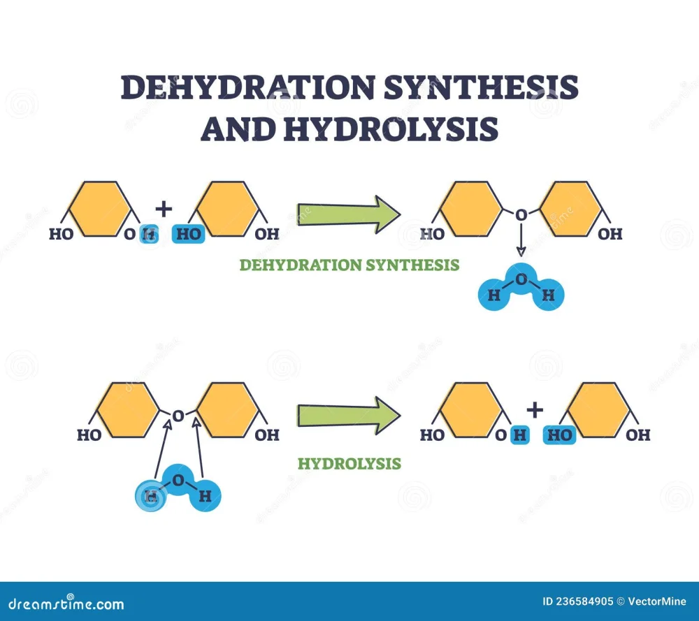Diferencia entre síntesis por deshidratación e hidrólisis