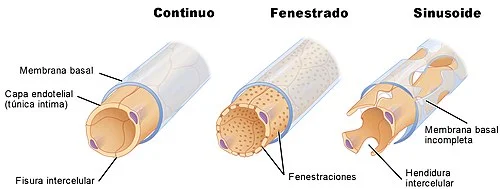 Diferencia entre sinusoides y capilares