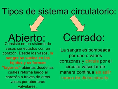 Diferencia entre sistema circulatorio abierto y cerrado
