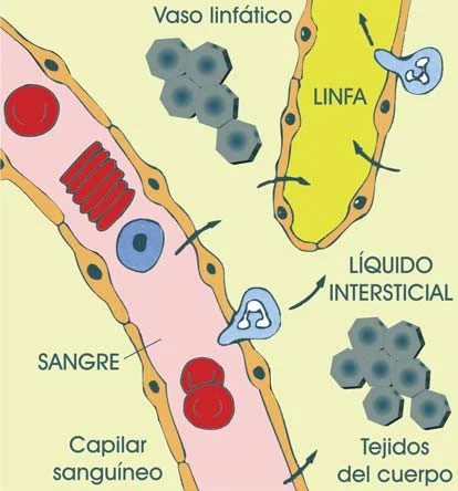 Relación entre el líquido tisular y la linfa