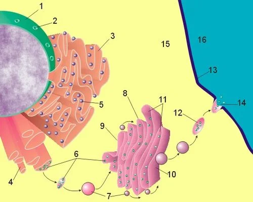 Relación entre el retículo endoplasmático y el aparato de Golgi