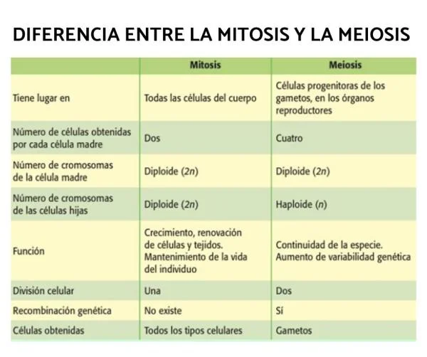Similitudes entre la mitosis y la meiosis