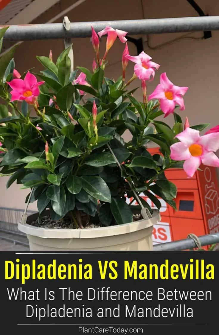 Diferencia entre Dipladenia y Mandevilla