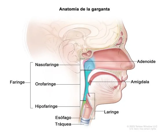 Diferencia entre el esófago y la garganta