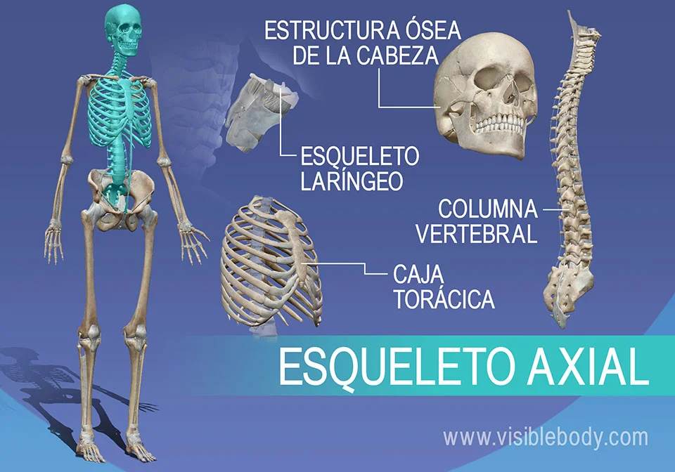 Diferencia entre el esqueleto axial y el apendicular