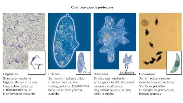 Diferencia entre flagelos y sarcodina