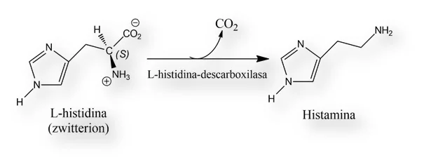 Diferencia entre histidina e histamina