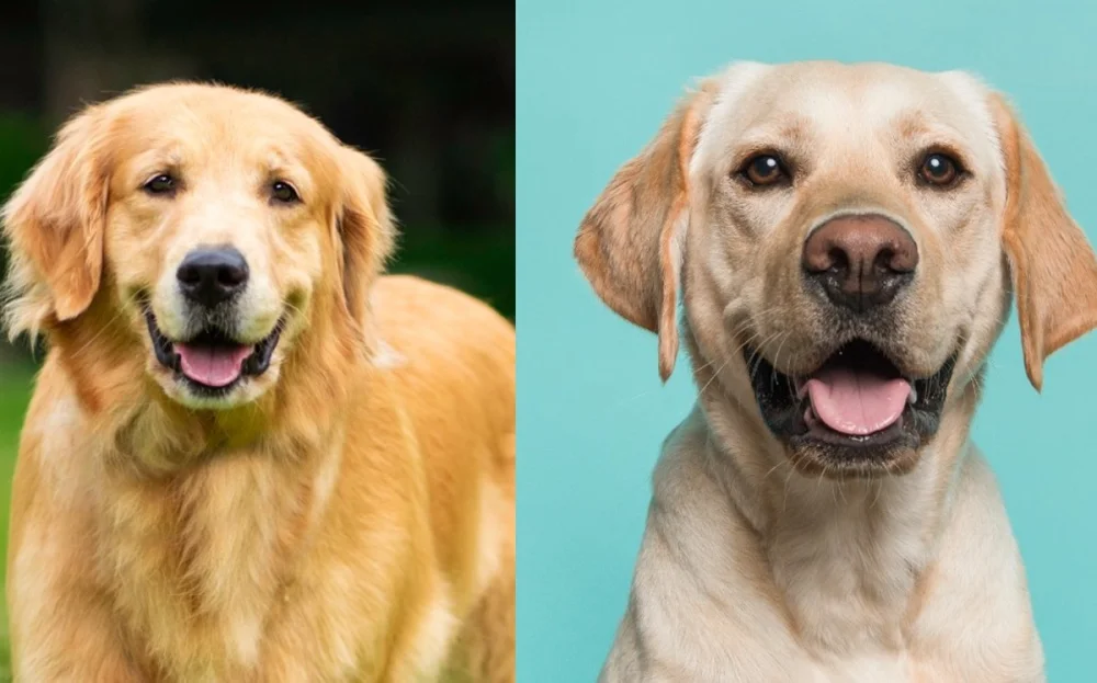 Diferencia entre Labrador y Golden Retriever