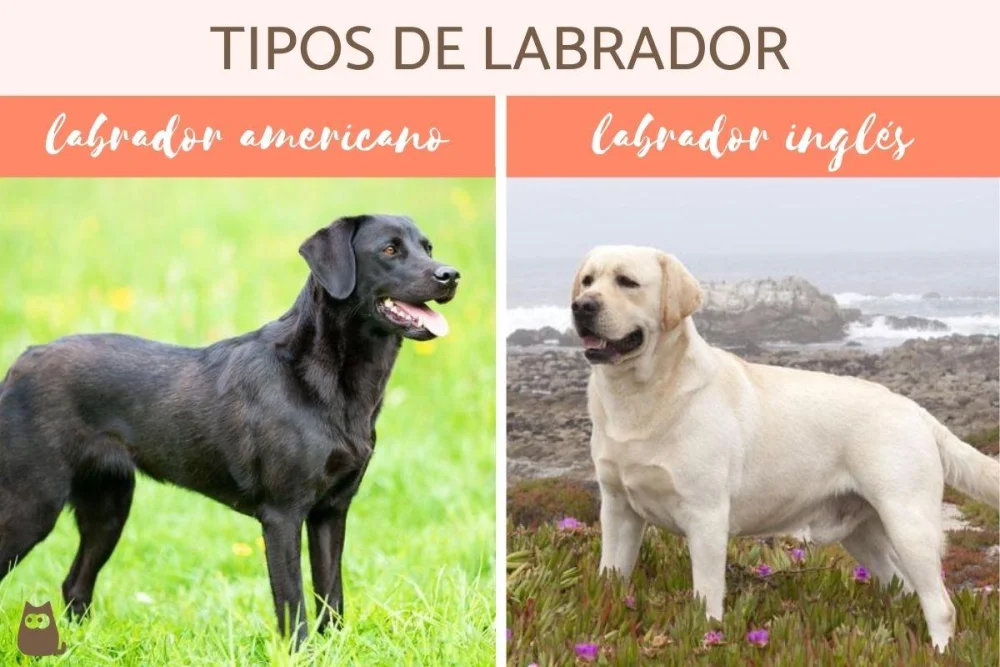 Diferencia entre Labrador y Labrador Retriever