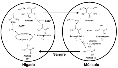 Diferencia entre lactato y ácido láctico