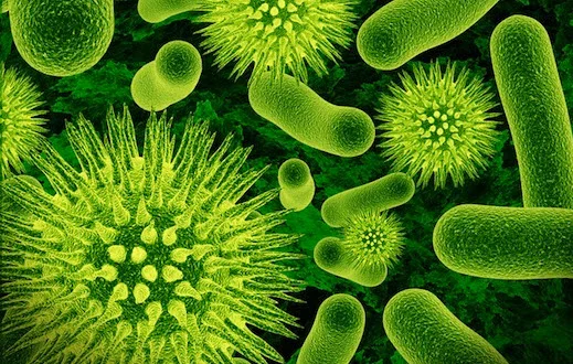 Diferencia entre Lactobacillus y bacterias del ácido láctico