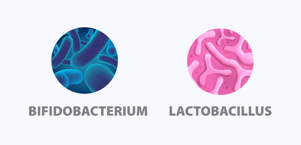 Diferencia entre Lactobacillus y Bifidobacterium