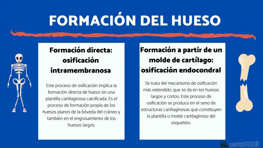 Diferencia entre osificación endocondral y osificación intramembranosa