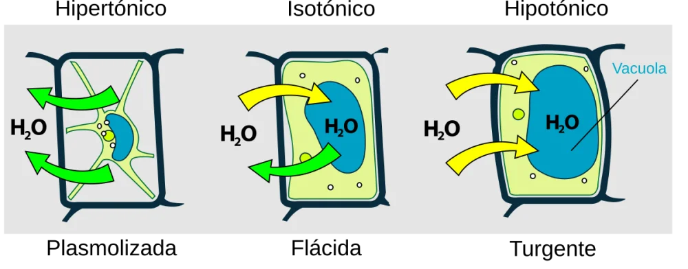Diferencia entre ósmosis y plasmólisis