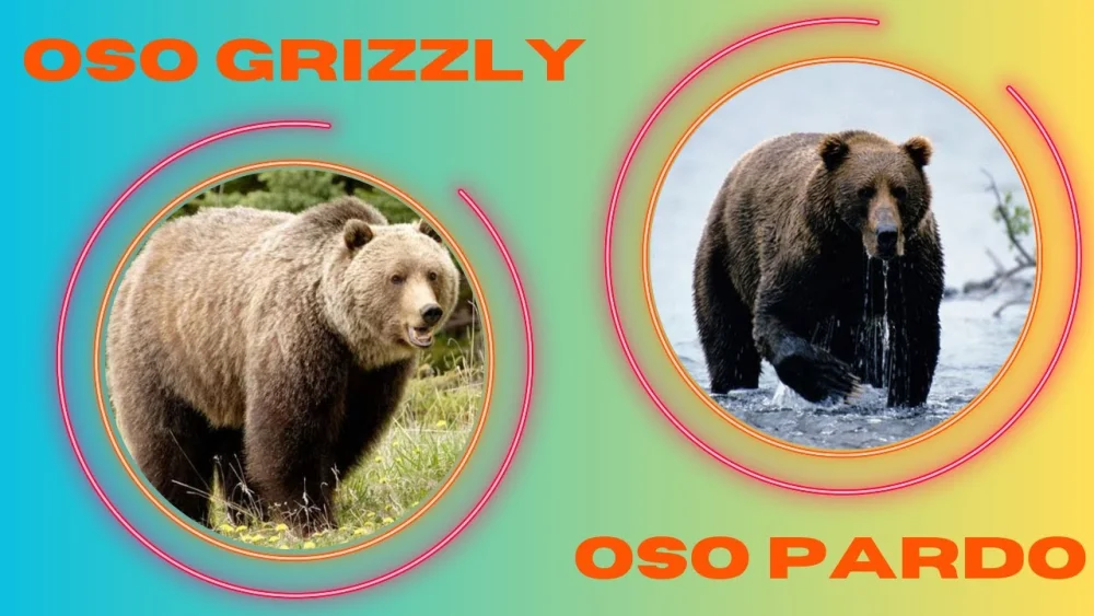Diferencia entre oso y desnudo