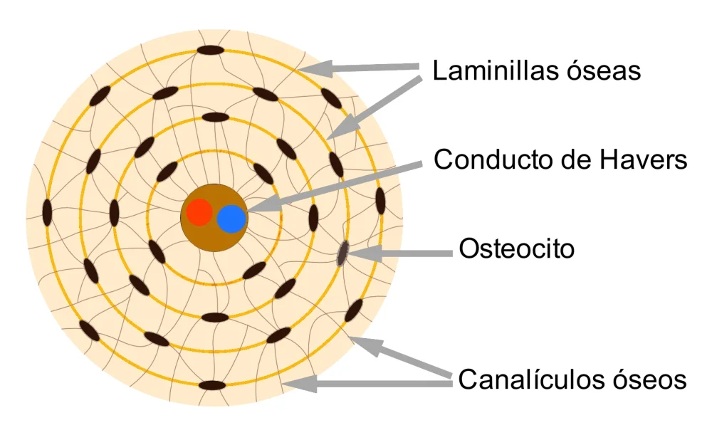 Diferencia entre osteonas y osteocitos