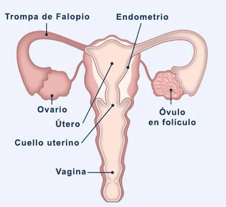 Diferencia entre ovario y óvulo