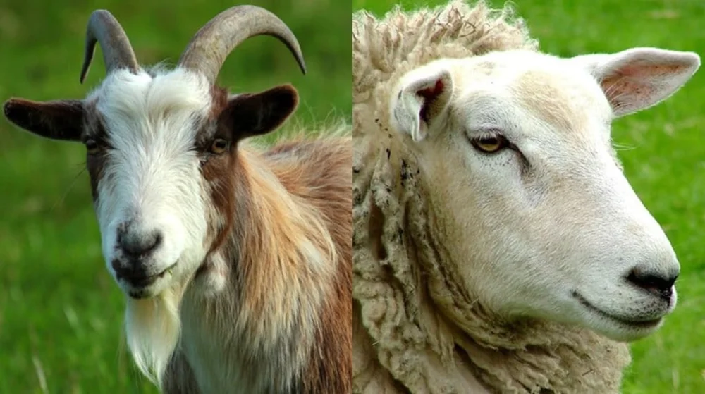 Diferencia entre oveja y carnero
