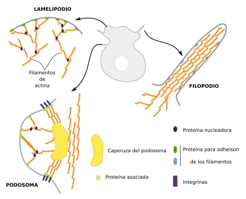 Diferencia entre lamelipodios y filopodios