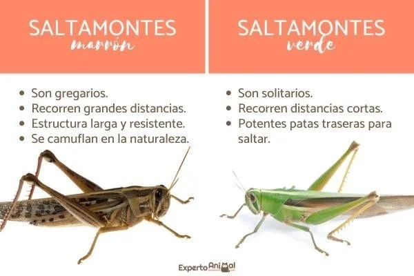 Diferencia entre langosta y saltamontes