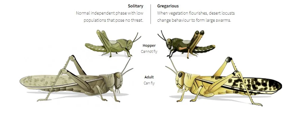 Diferencia entre langostas y cigarras