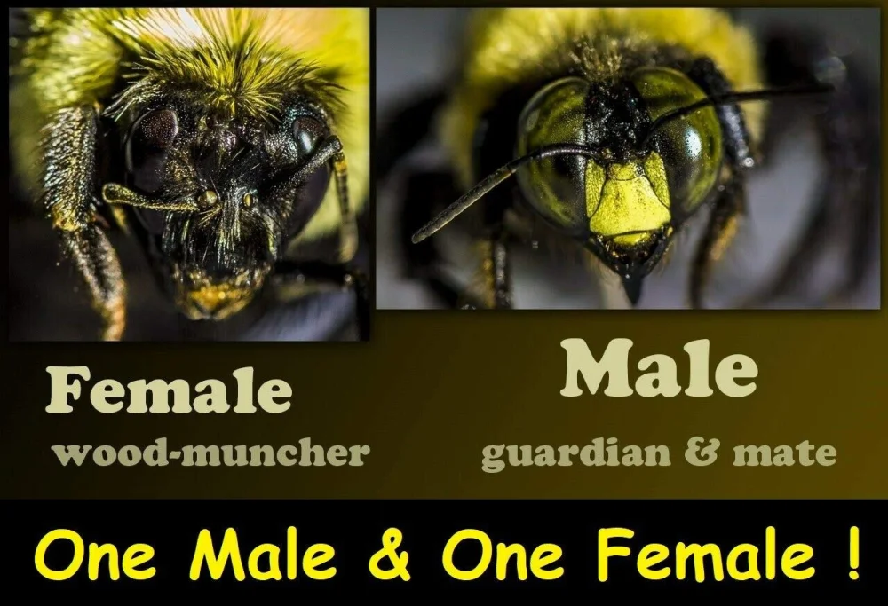 Diferencia entre las abejas carpinteras macho y hembra