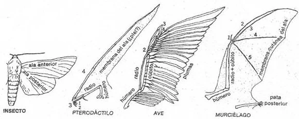 Diferencia entre las alas de los insectos y las de los pájaros