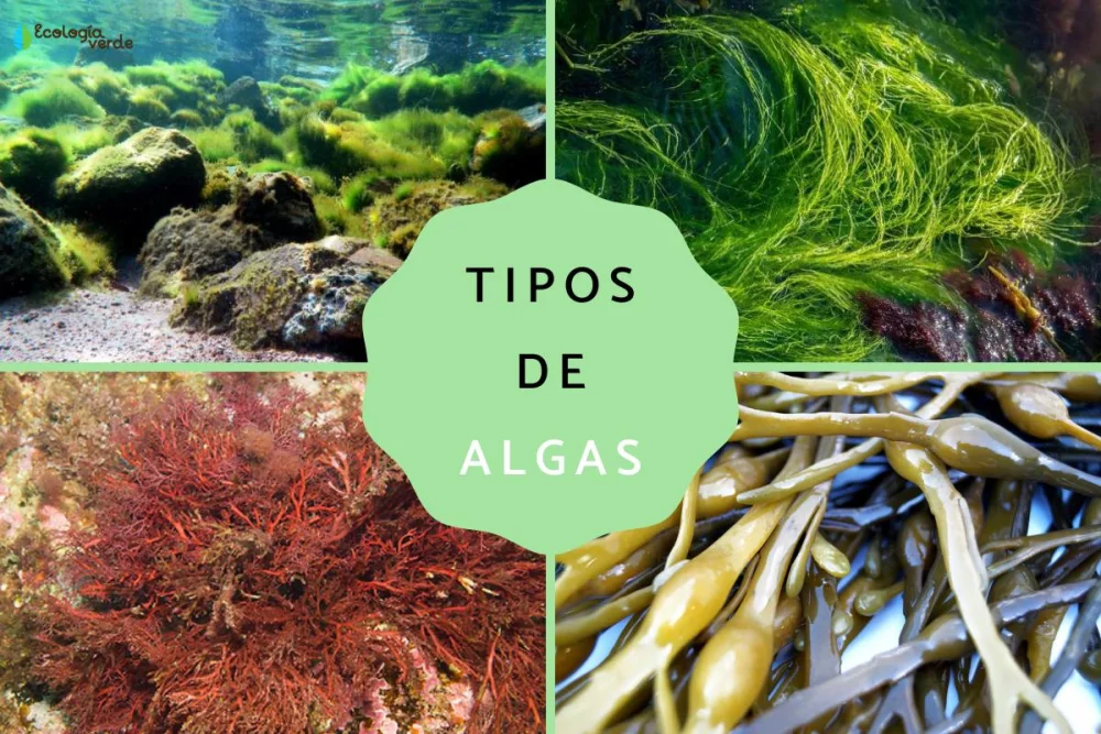 Diferencia entre las algas de agua dulce y las algas marinas