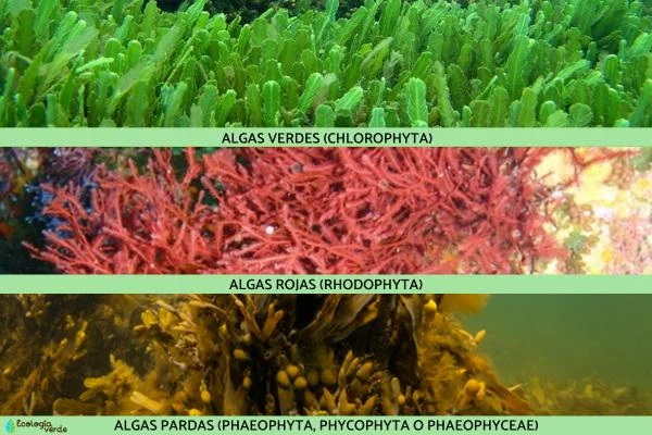 Diferencia entre las algas rojizas y las algas verdes