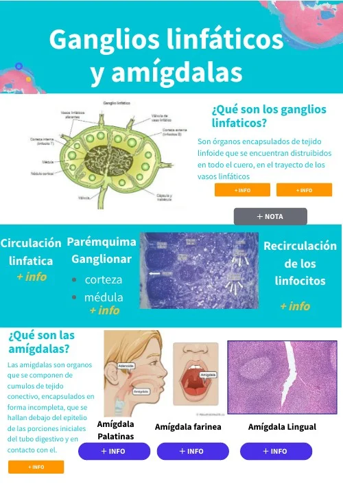 Diferencia entre las amígdalas y los ganglios linfáticos