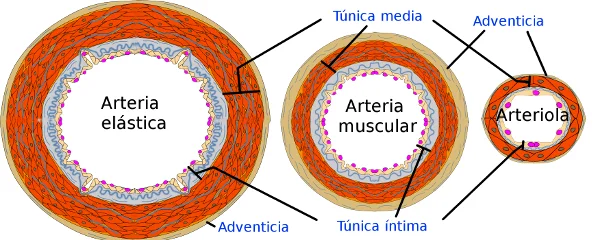 Diferencia entre las arterias elásticas y musculares