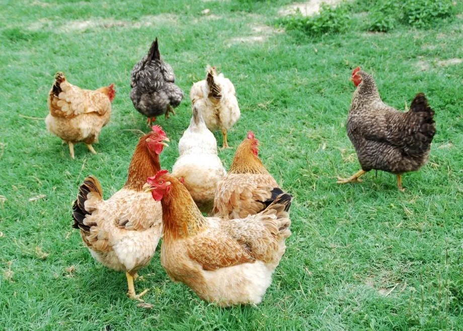Diferencia entre las aves de corral y el ganado