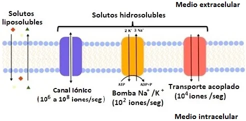 Diferencia entre las bombas de iones y los canales cerrados