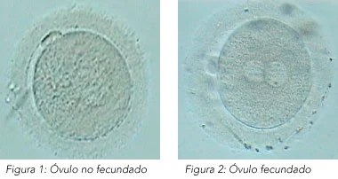 Diferencia entre óvulos fecundados y no fecundados