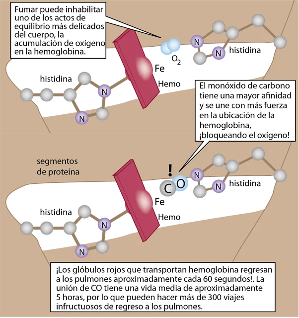 Diferencia entre oxihemoglobina y desoxihemoglobina