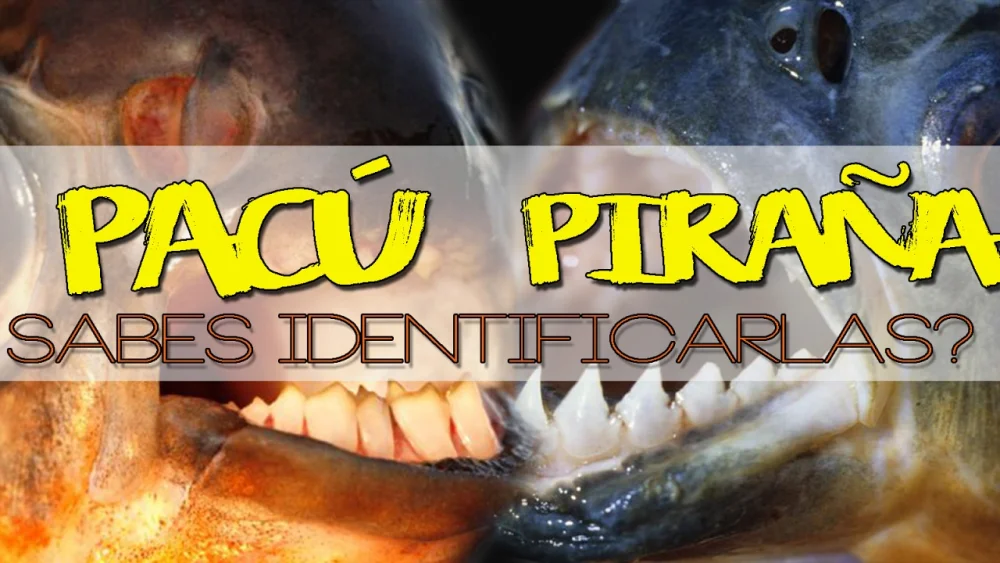 Diferencia entre pacú y piraña