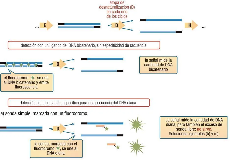 Diferencia entre sonda y cebador