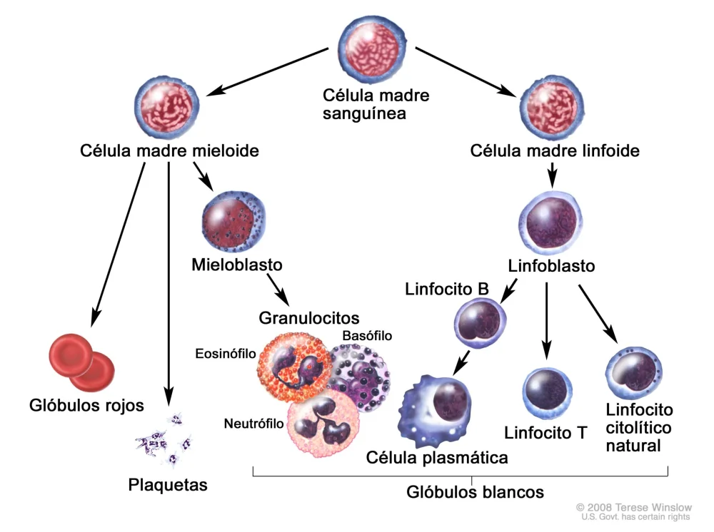 Diferencia entre las células B y las células plasmáticas
