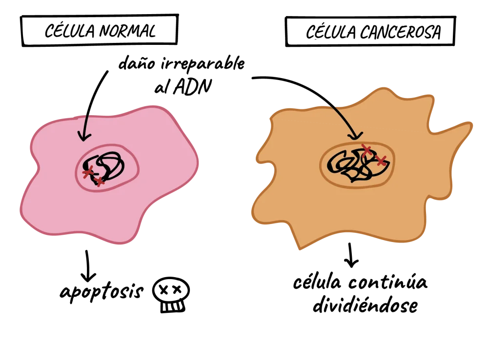Diferencia entre las células cancerosas y las células normales