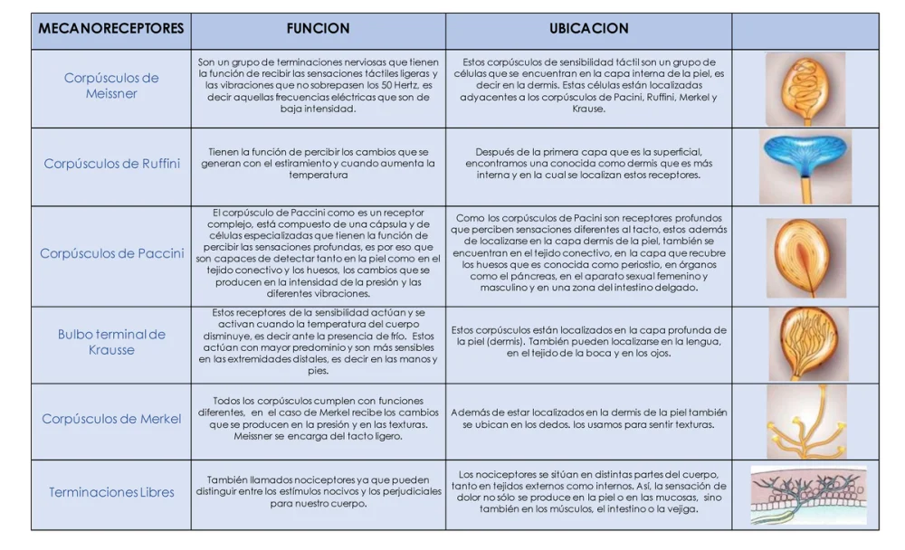 Diferencia entre las células de Merkel y los corpúsculos de Meissner