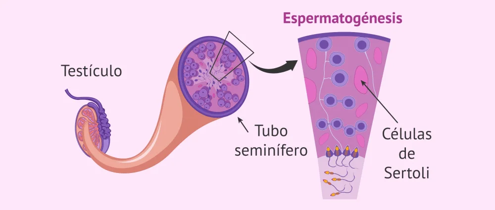 Diferencia entre las células de Sertoli y las células de Leydig